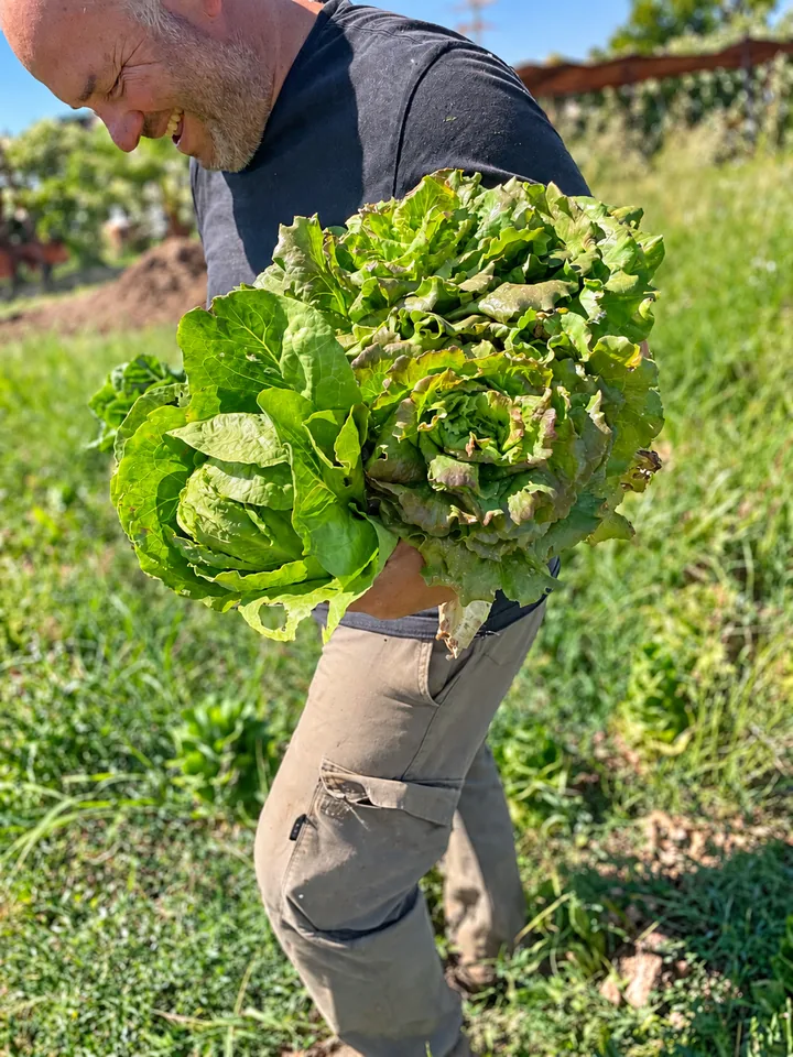 Un agricultor sonríe con un brazado de lechugas recién cortadas en la huerta