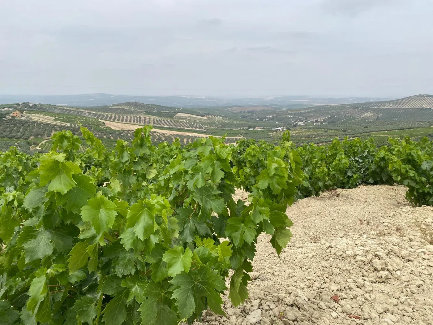 Viñedo en la Sierra de Montilla, con los olivares de la campiña al fondo