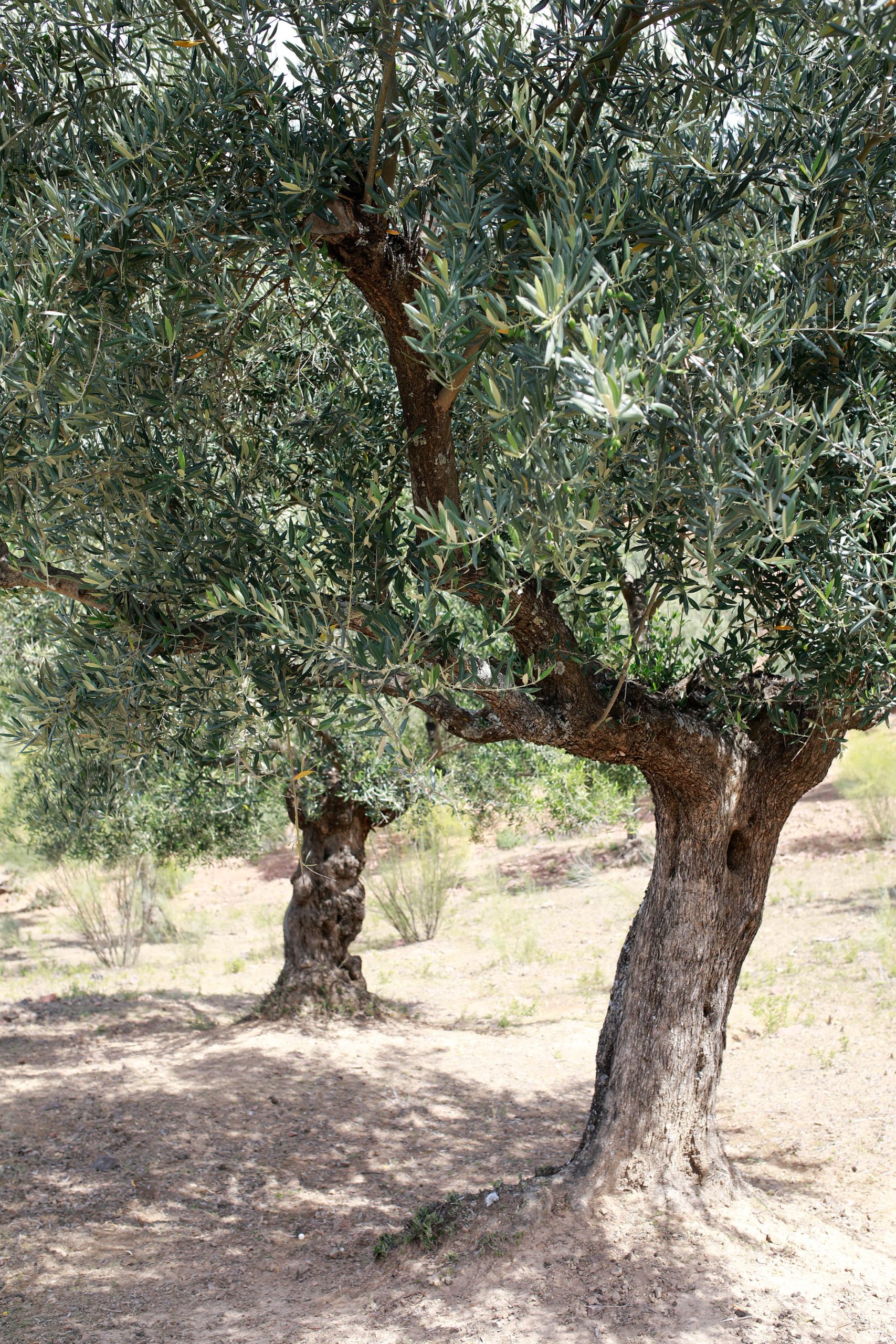 Olive Oil TOUR